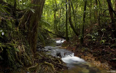 daintree rainforest tours cairns