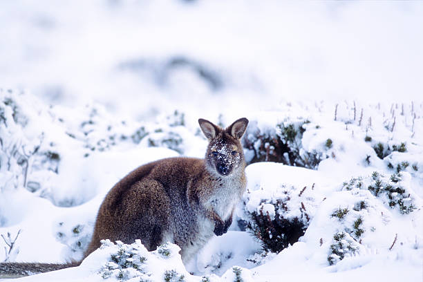 winter vacation in australia