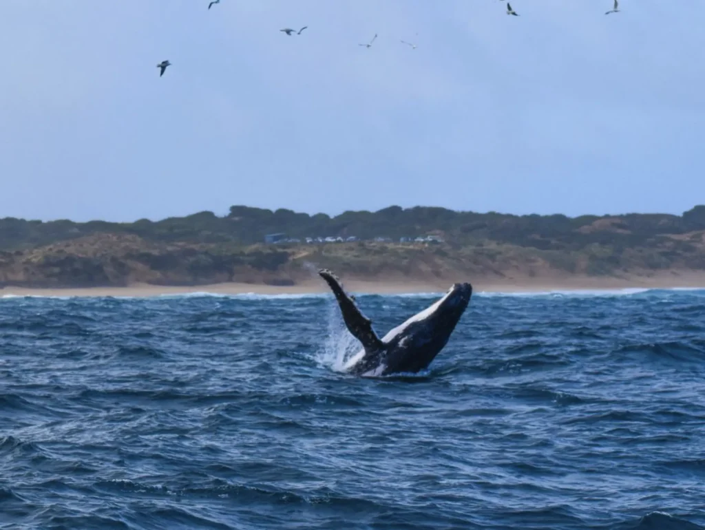 Island Whale Festival