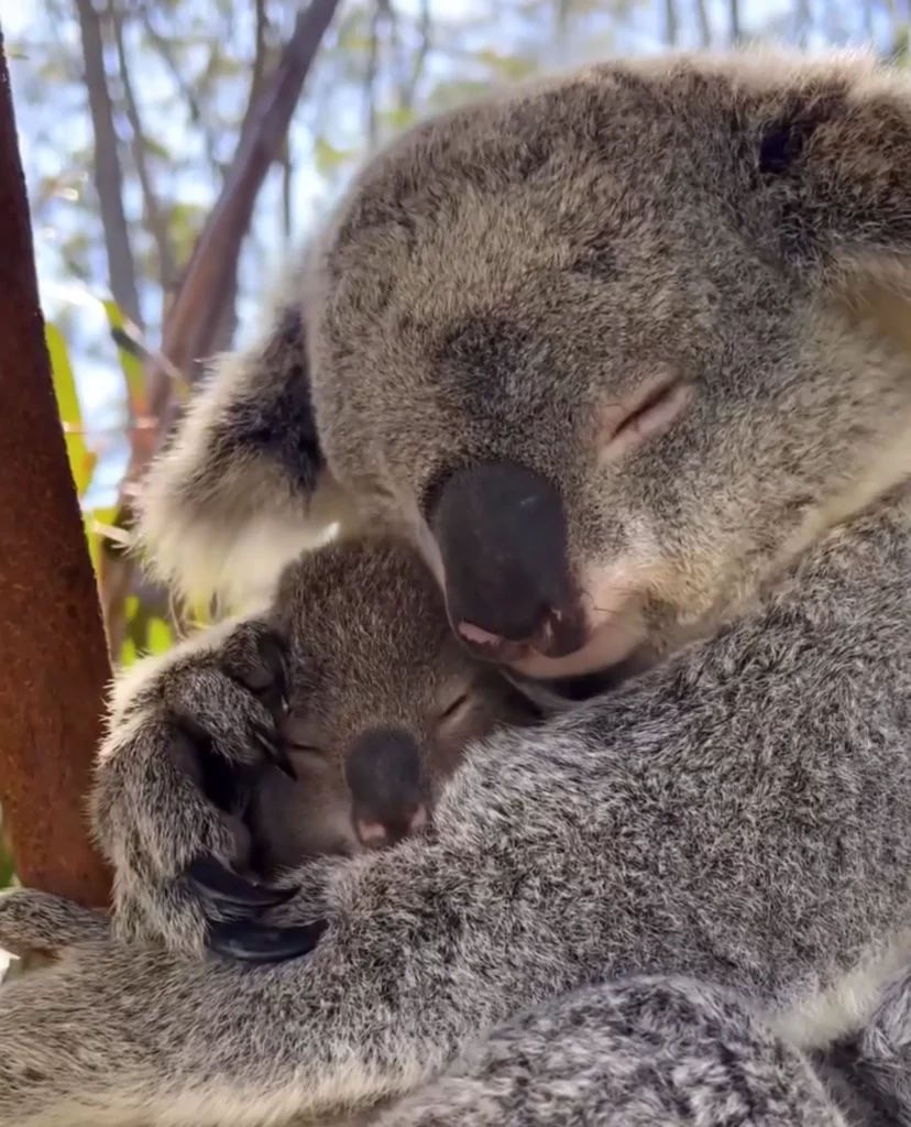 Koala Conservation Reserve
