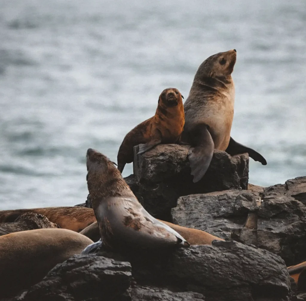 Seal Rocks Phillip Island