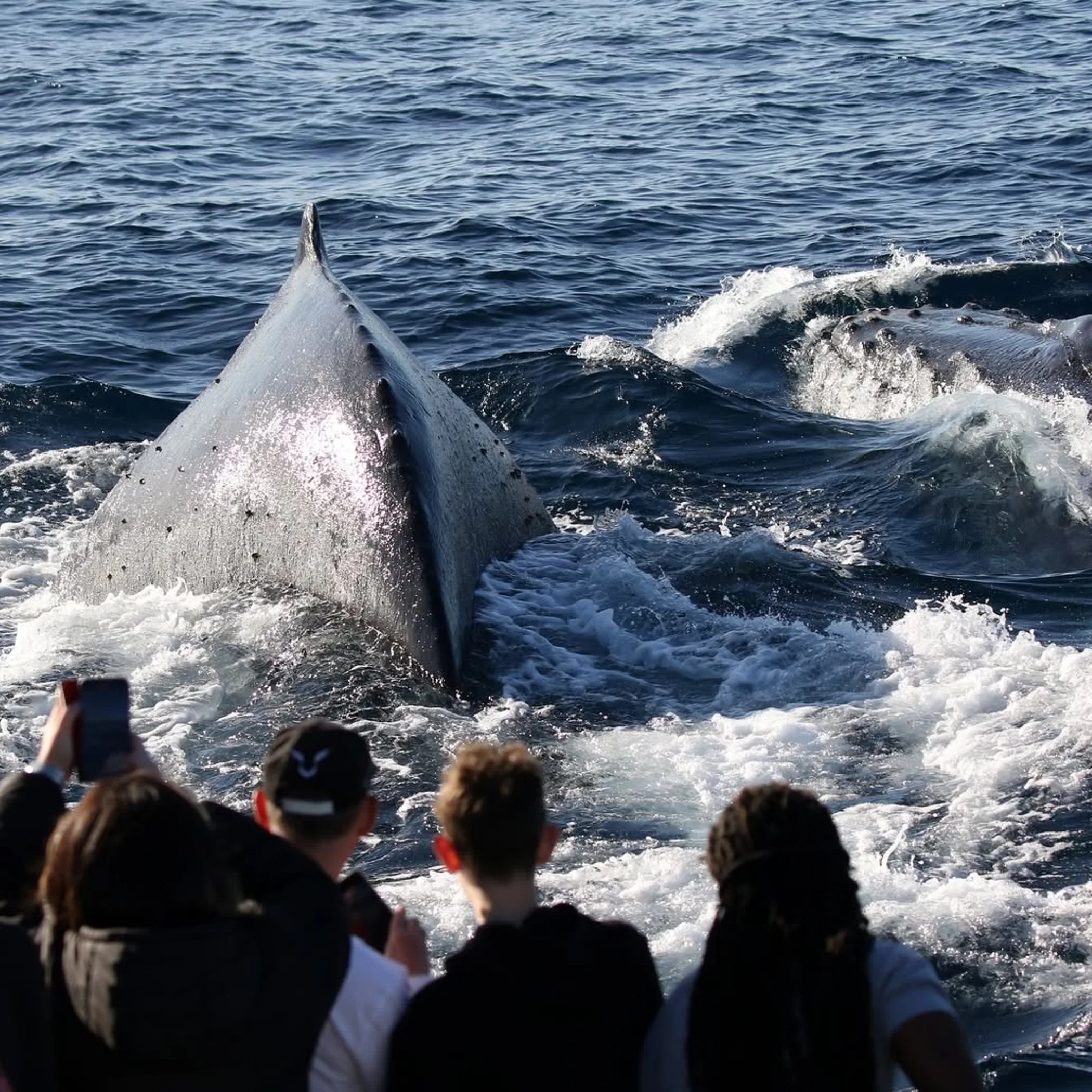 humpback whales and tourists whale-watching