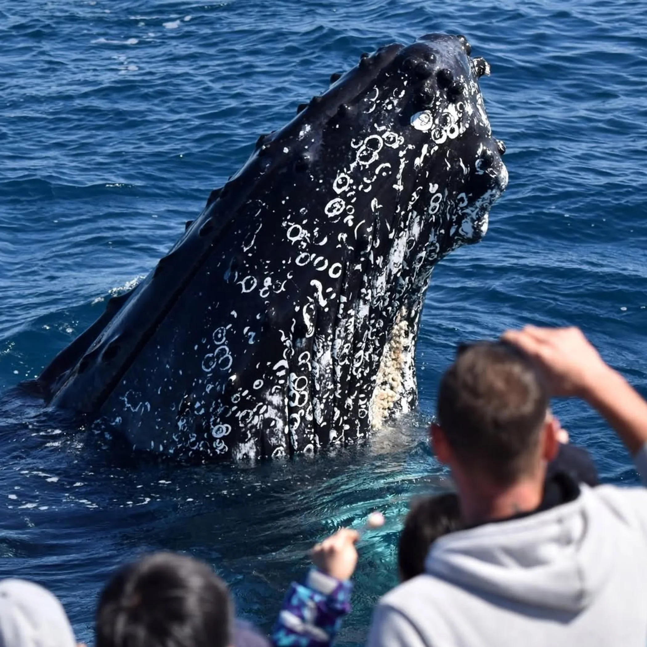 whale watching on the gold coast